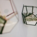 Succulents in glass containers