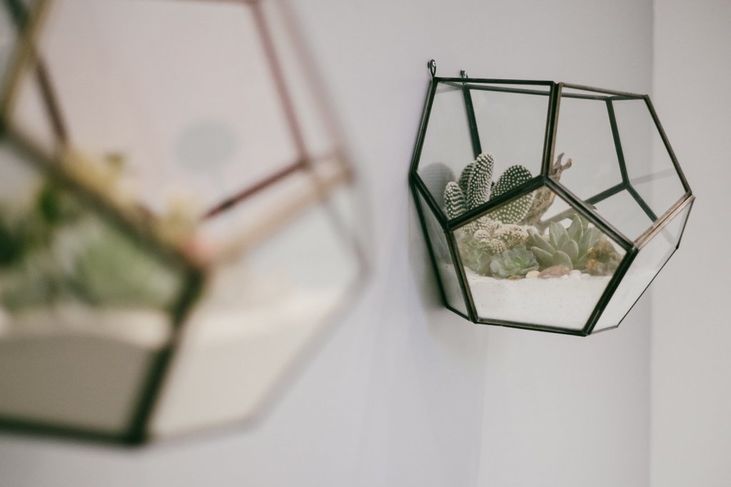Succulents in glass containers
